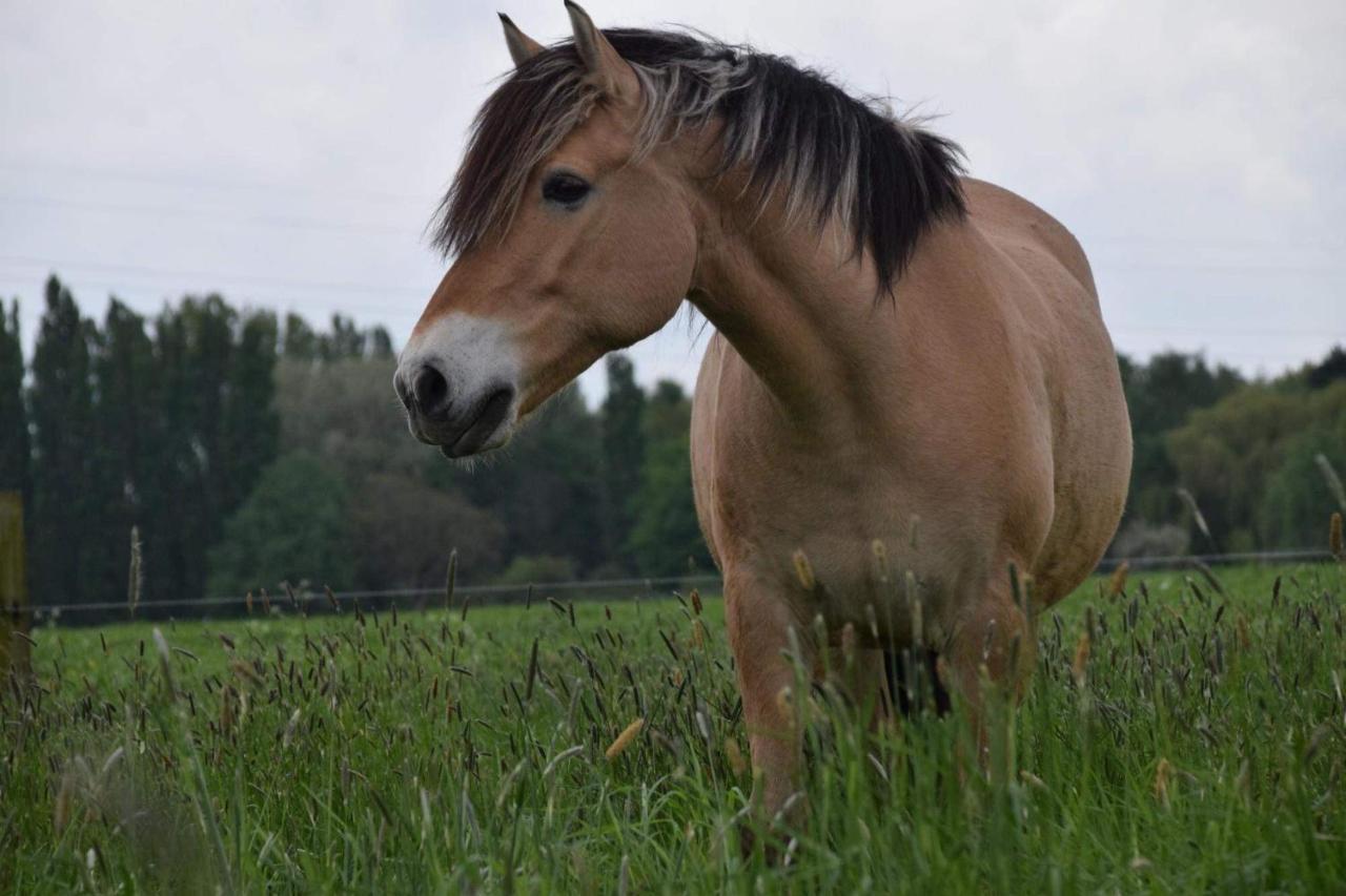 Ferme De La Forterie Verlinghem Zewnętrze zdjęcie