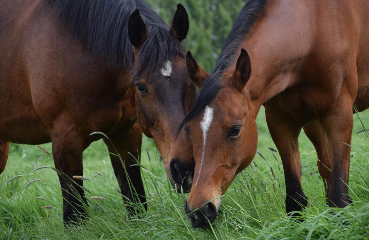 Ferme De La Forterie Verlinghem Zewnętrze zdjęcie
