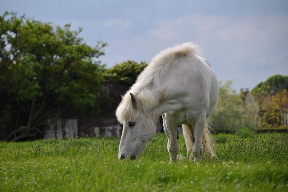 Ferme De La Forterie Verlinghem Zewnętrze zdjęcie